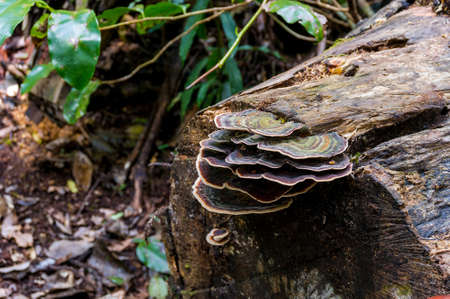 Fungus, fungi on a tree trunk in rainforest. Toadstool on tree trunk. Mushrooms in tropical rain...