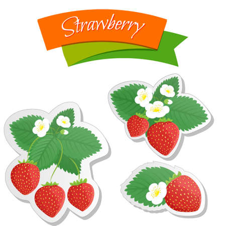 Food label or sticker set. Set of realistic berries, strawberries design template.のイラスト素材