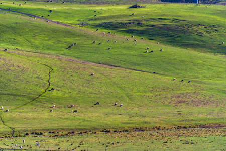 Aerial view of animals grazing green grass on paddock pasture against blue sky. Cattle on the farm...