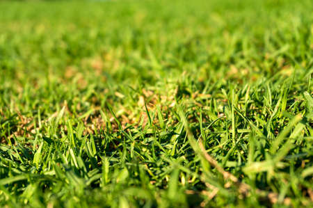 Green grass texture background. Low angle view with shallow DOFの写真素材