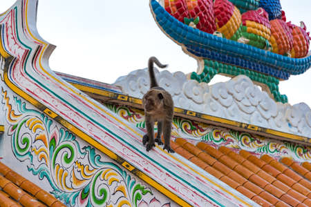 Wild monkey on colourful roof. Khao Takiab, Thailandの写真素材