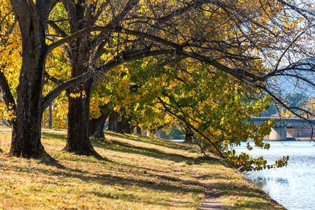 Autumn in Barton Park, Canberraの写真素材