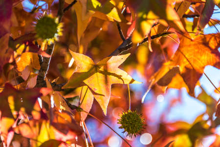 Red maple leaves backgroundの写真素材
