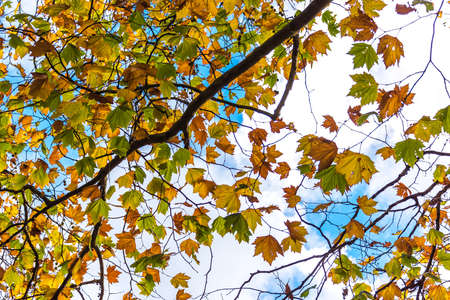 Autumn foliage of yellow and green Canadian maple leaves on blue sky on the background. Selective...