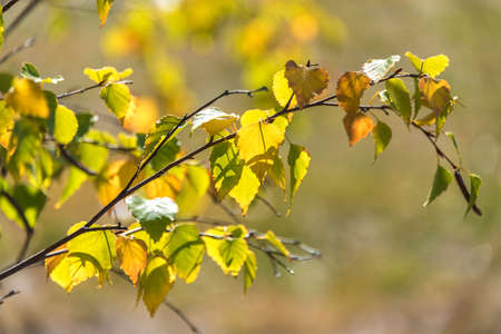 Autumn leaves natural texture. Yellow and green foliage of early fall season backgroundの写真素材