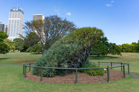 Dragon tree in Royal Botanic Garden against Sydney skyscrapers on the backgroundの写真素材