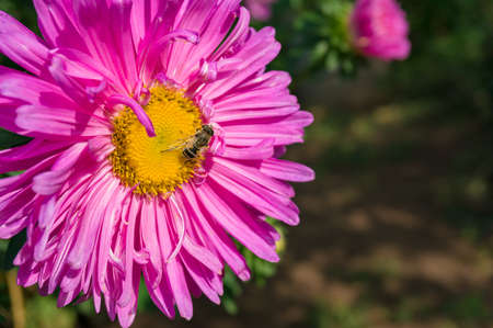 Bee on purple pink aster flower. Nature background