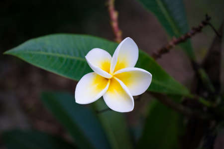 Frangipani, plumeria flower with white and yellow petals and dark green leavesの写真素材