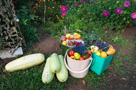 Farm crop of zucchinis and fruits. Veggie patch crop of vegetables and ripe fruitsの写真素材