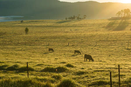 Grazing cows on sunlit pastures in the morning. Agriculture sceneの写真素材