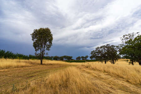 Yellow grass, hay field landscape on cloudy dayの写真素材