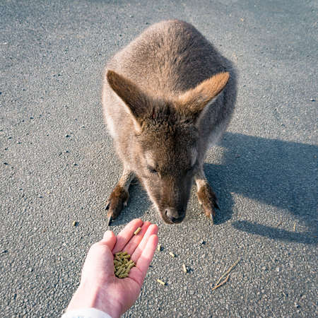 Australian wildlife. Feeding wild kangaroo, rock wallaby from handの写真素材