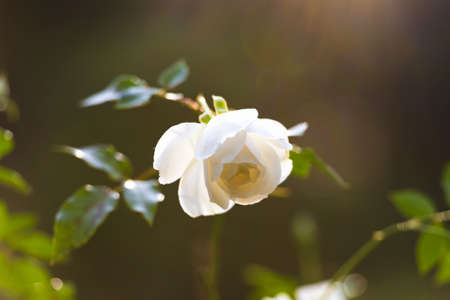 Sunlit white rose bud on flowerbed. Nature backgroundの写真素材