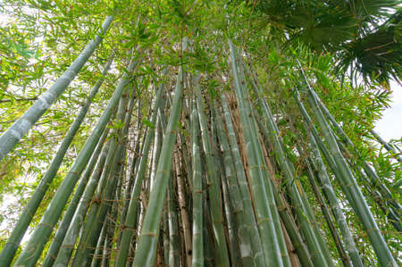 Looking up at green long bamboo shoots. Nature backgroundの写真素材