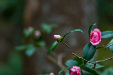 Pink Japanese camellia bud and flowers. Nature backgroundの写真素材