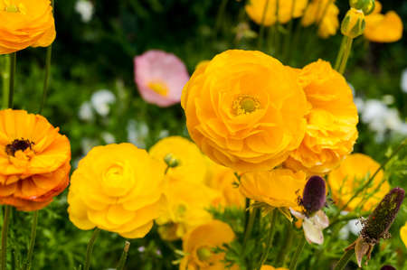 Bright yellow orange anemone flowers surrounded with green leaves. Nature flower background