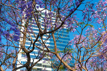 Blooming jacaranda tree with purple flowers and skyscraper on the background