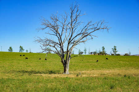 Dry tree on green paddock, pasture with farm cattle, cows grazingの写真素材