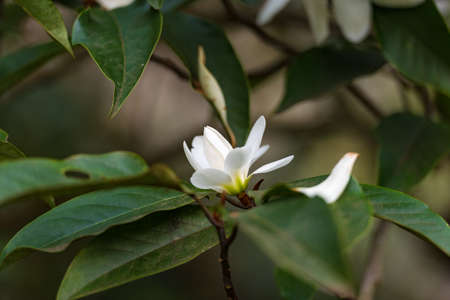 White magnolia flower bud. Nature background