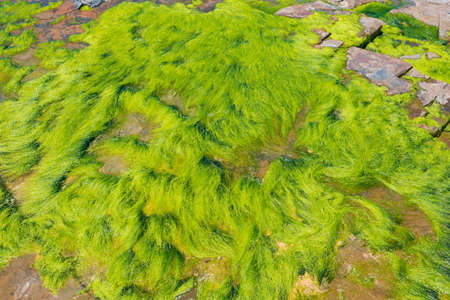 Bright green seaweed on stone on low tide. Nature background