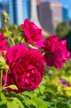 Bright crimson red rose flowers with blurred cityscape on the backgroundの写真素材