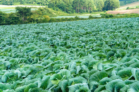 Green cabbage field landscape. Vegetable growing farmの写真素材