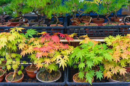 Banyan and maple bonsai trees in pots. Traditional Japanese miniature plantsの写真素材
