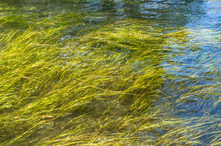 Clear water stream with seaweeds, wasabi plant visible