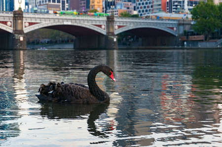 Black swan swimming in Yarra river with historic Princes bridge on the background. Melbourne, Australiaの写真素材