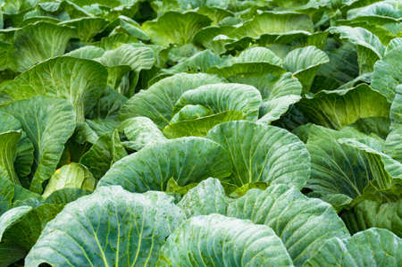 Fresh green cabbage in the garden, on the field close upの写真素材