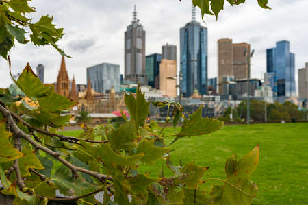 Melbourne centre cityscape framed by leaves on rainy day. Selective focus on leavesのeditorial素材