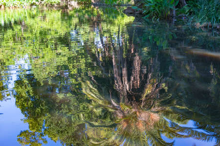 Palm tree and bright green lush tropical foliage reflected in pond waterの写真素材