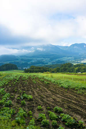 Agriculture landscape of field harvest of greens and vegetablesの写真素材