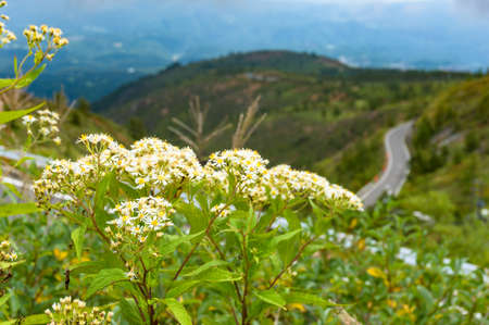 White wild flowers with windy mountain road on the background. Japanese countryside landscape