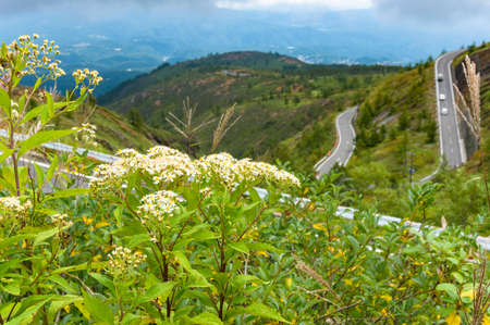 Wild flowers with bending road and cars on the background. Japanese mountain countryside background. Gunma, Japanの写真素材