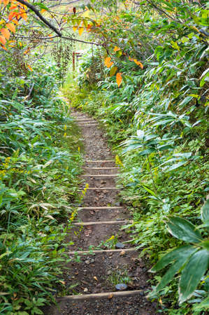 Dirt hiking path in forest. Trekking nature backgroundの写真素材