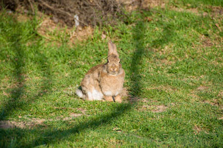 Wild rabbit sitting in green grass lawnの写真素材