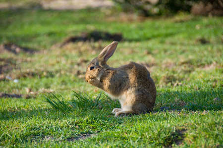 Cute little bunny washing her face. Wildlife sceneの写真素材