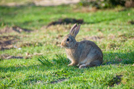 Cute young bunny sitting on green grass on sunny day