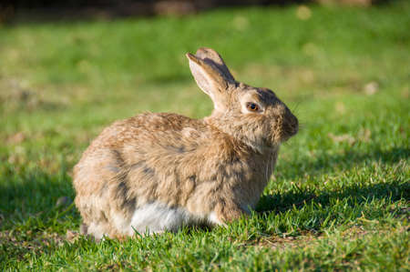 Wild bunny rabbit sitting on sunlit green grass nature animal background
