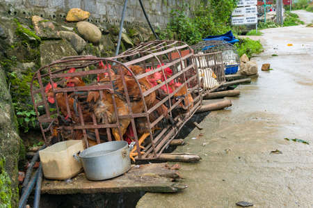 Sapa, Vietnam - August 18, 2017: Chickens and ducks in cages for sale on the side of the road in Vietnam villageのeditorial素材