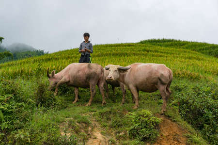 SaPa, Vietnam - August 18, 2017: Vietnamese boy tending water buffaloes outdoorsのeditorial素材