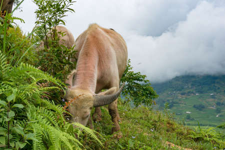 Water buffaloes grazing on high hill with countryside landscape on the background. Vietnamの写真素材