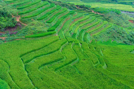 Aerial view on green rice terraces. Nature backgroundの写真素材