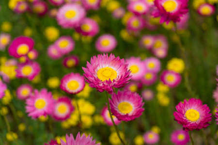 Australian native paper daisy flower close up nature background. Selective focus, shallow DOFの写真素材