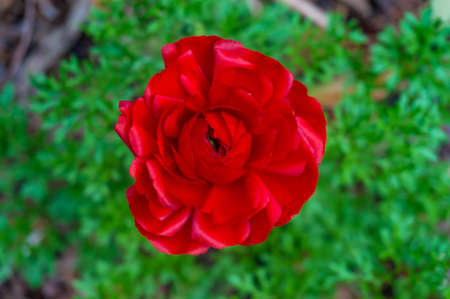 Bright red anemone flower with green grass on the background. Minimalistic nature background