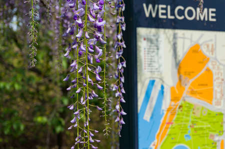 Sydney, Australia - September 23, 2017: Wisteria flowers and buds with Royal Botanic Garden map on...
