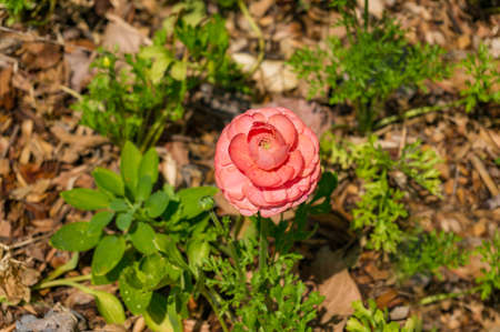Pink anemone flower on sunny day. Nature backgroundの写真素材
