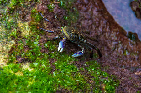 Variegated shore crab close up nature backgroundの写真素材