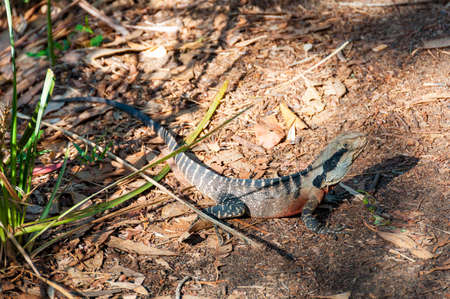 eastern water dragon lizard on the ground. Australian wildlife background